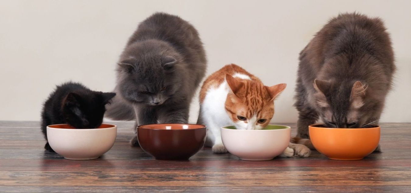 Koty jedzące karmę